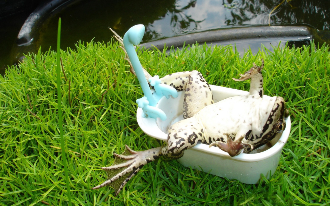 Лягушка лежит в ванной