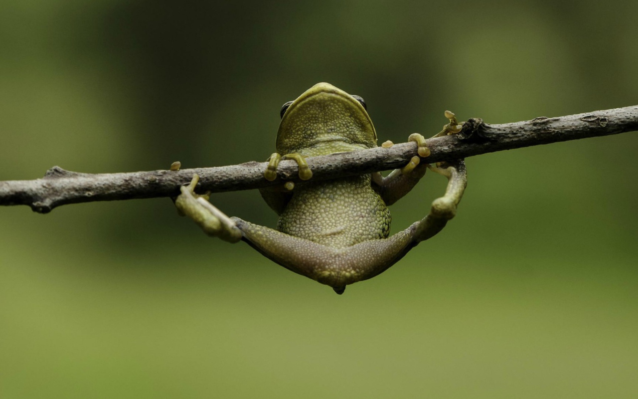 Лягушка пытается удержаться на ветке