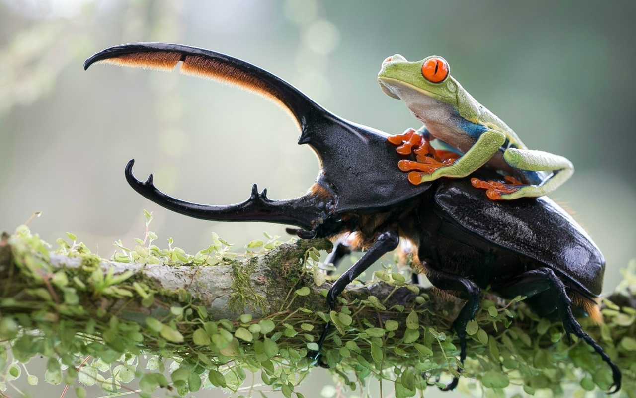 Лягушка оседлала рогатого жука