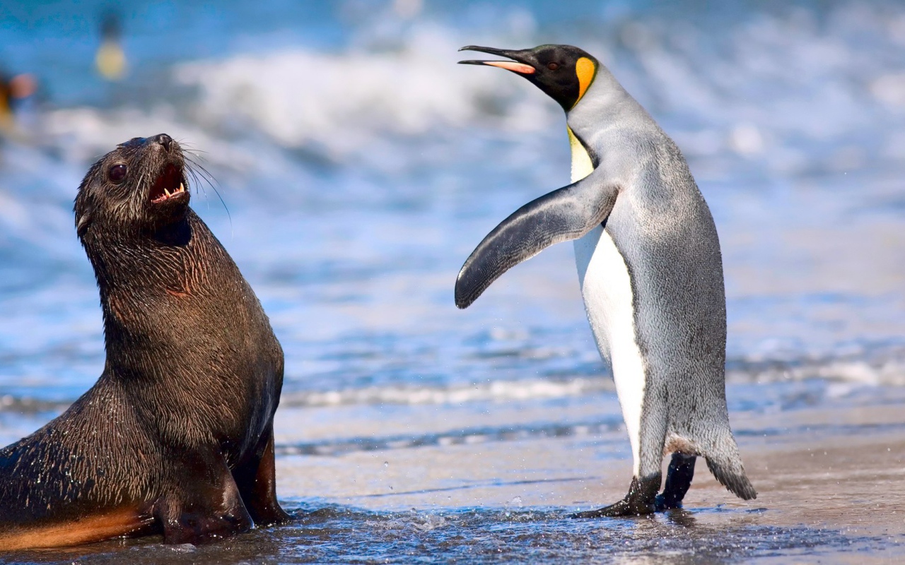 Кергеленский морской котик и королевский пингвин