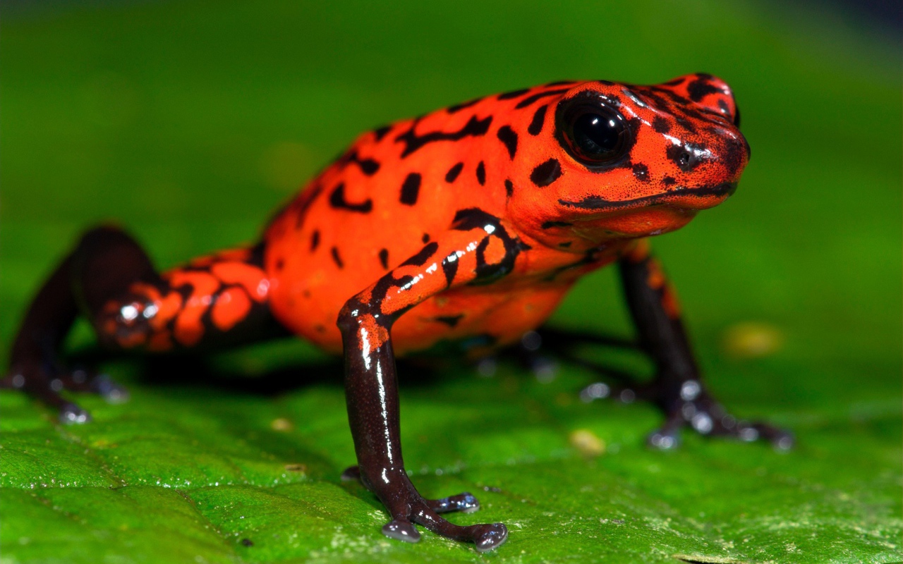 Оранжевая лягушка на зеленом листе