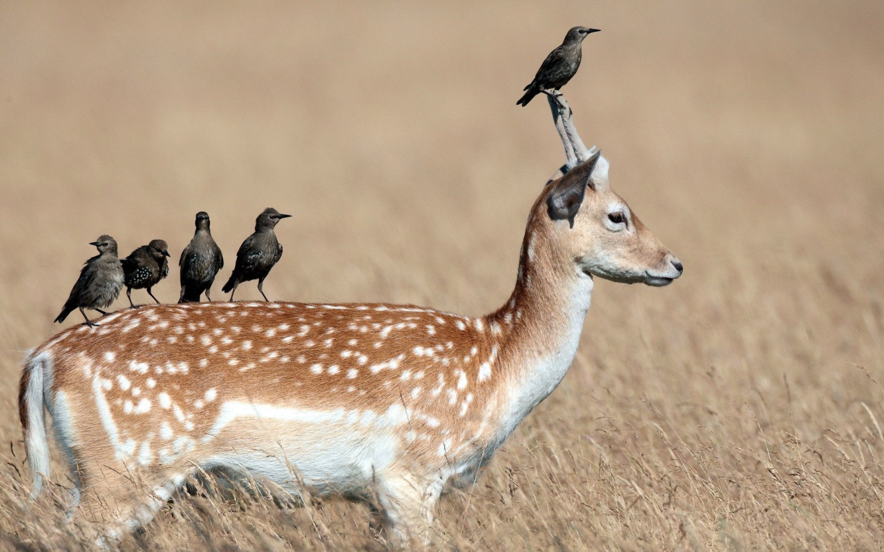 Грачи сидят на олене