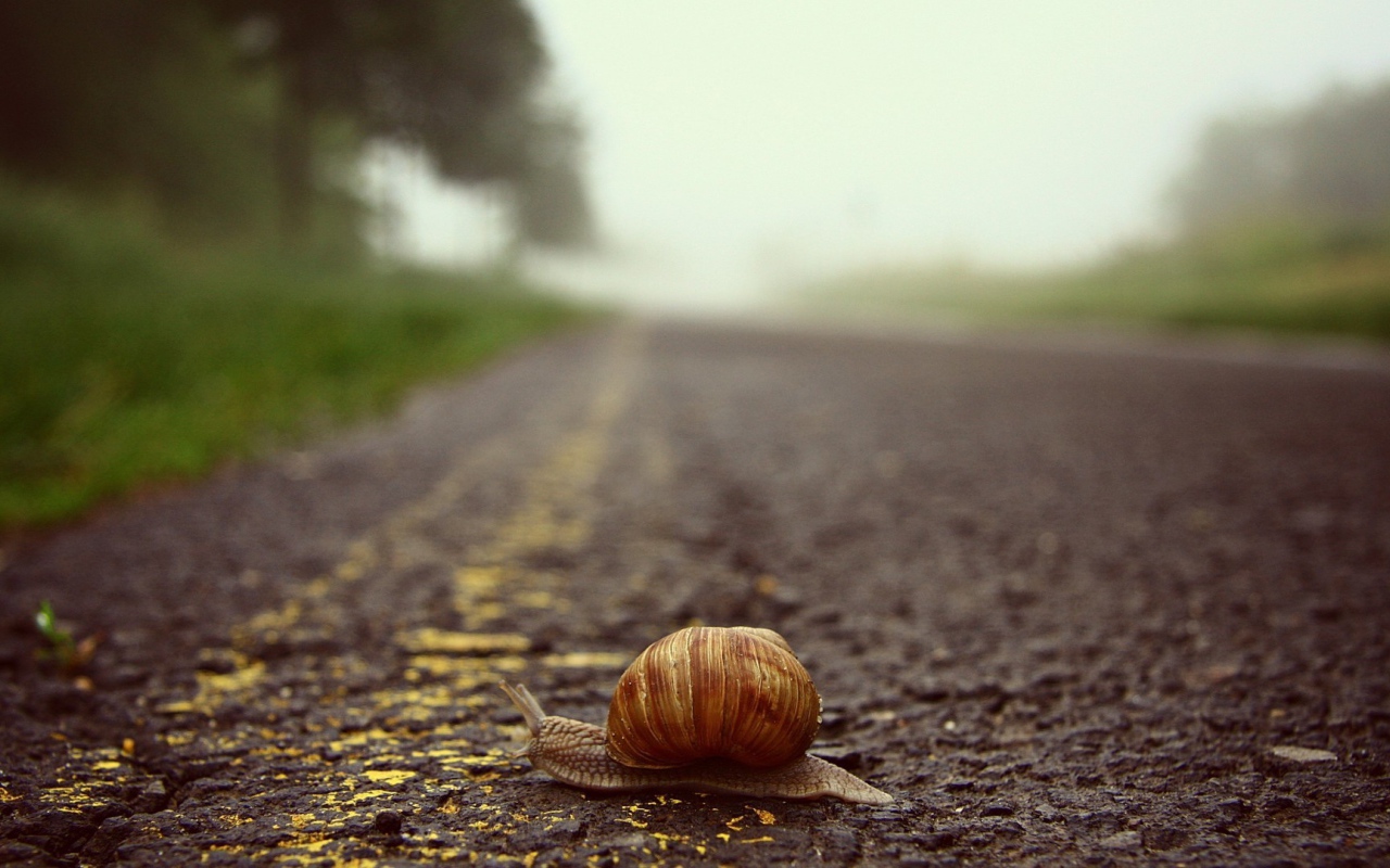 Улитка переползает через дорогу