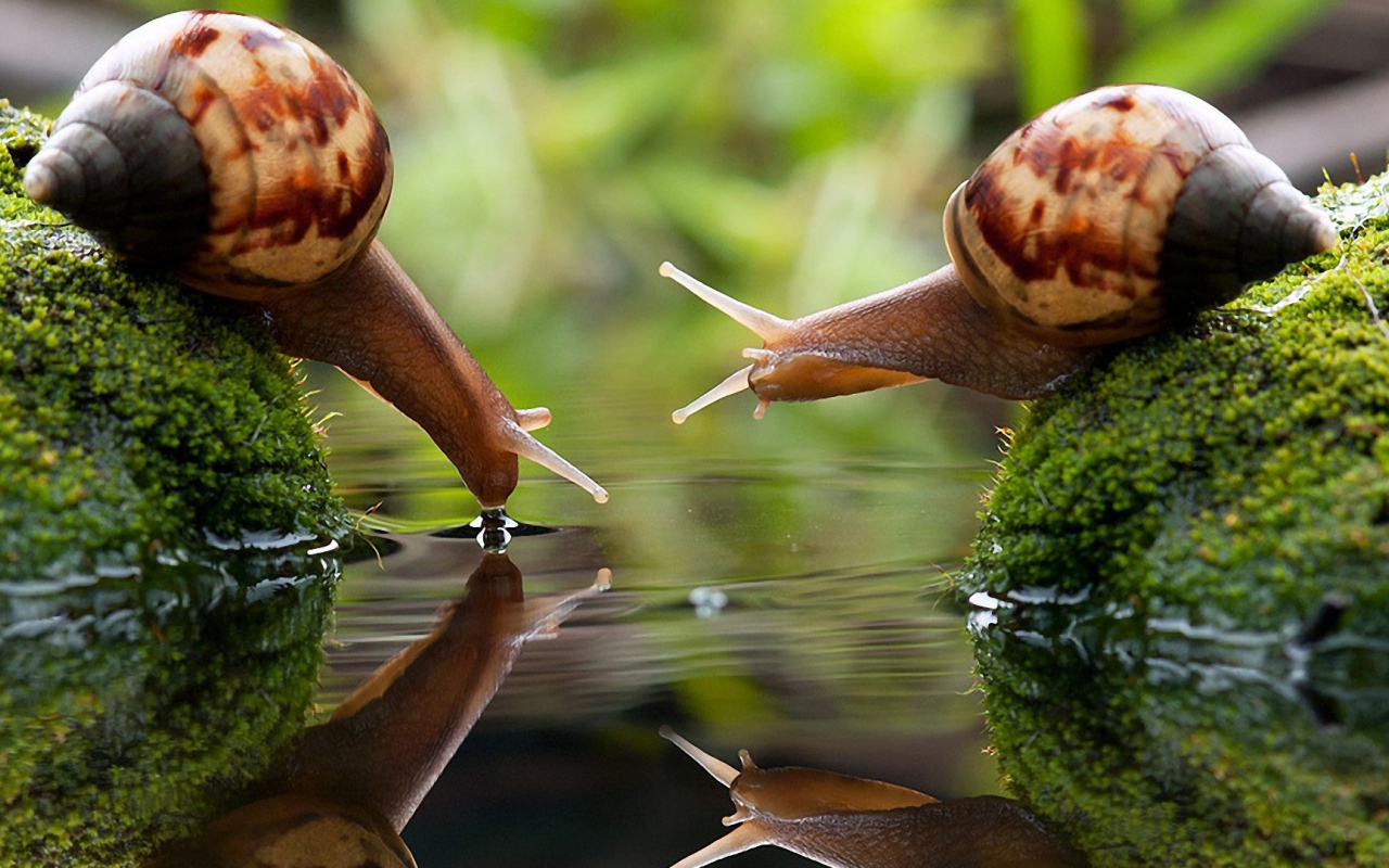 Улитки на водопое