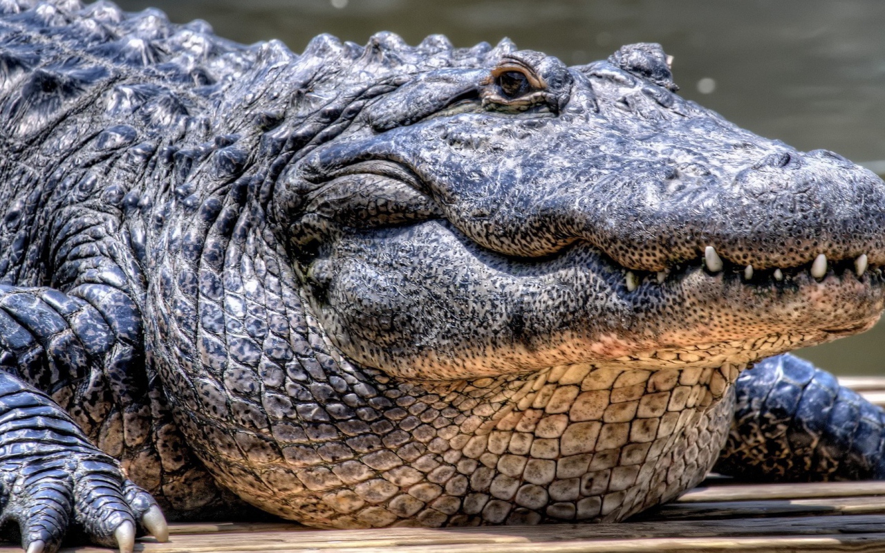 Грузный старый крокодил