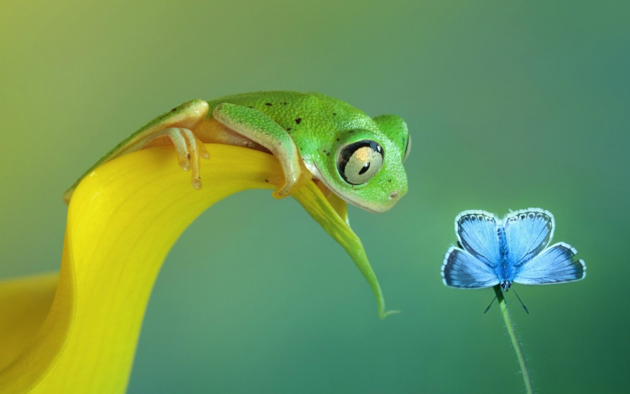 Лягушка смотрит на бабочку