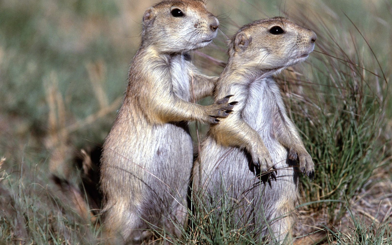 Два сурка в поле