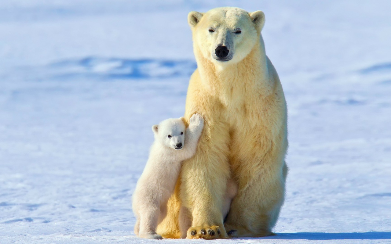 Медвежонок прижался к маме