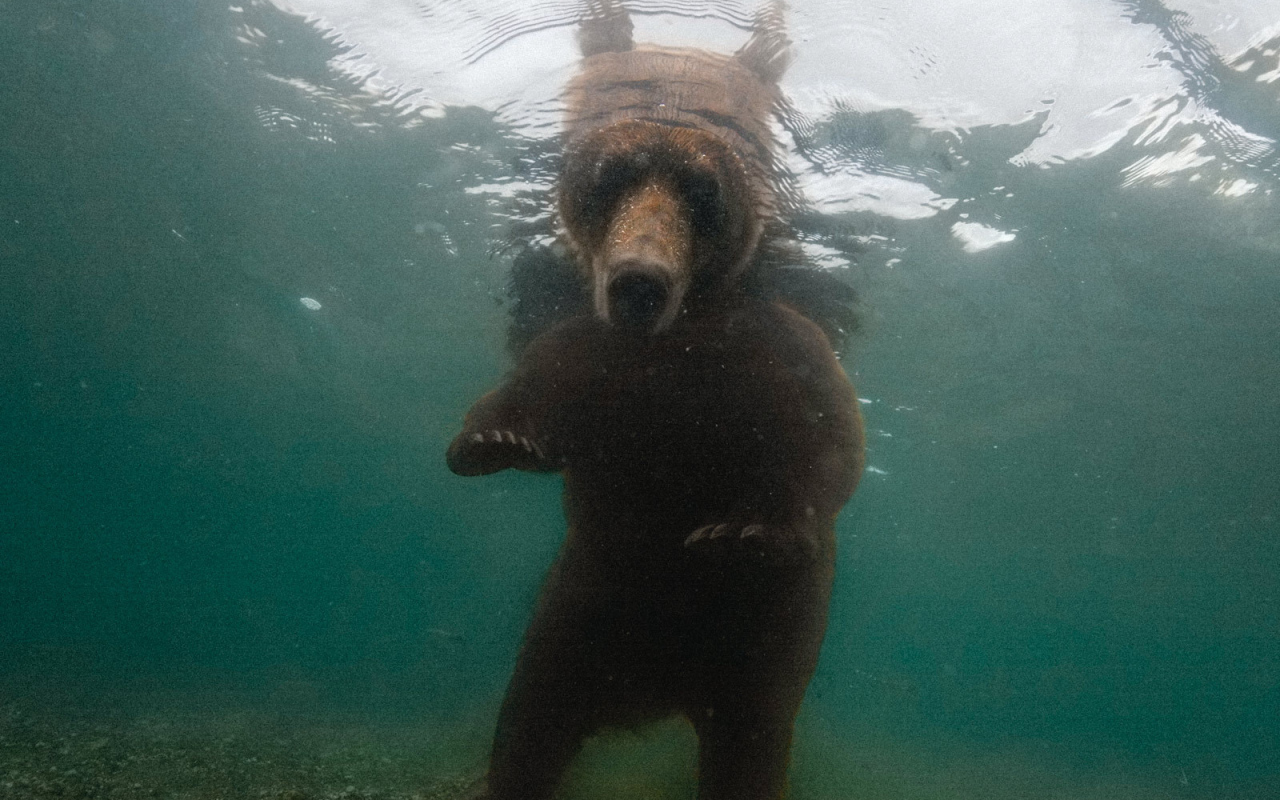 Медведь смотрит под воду