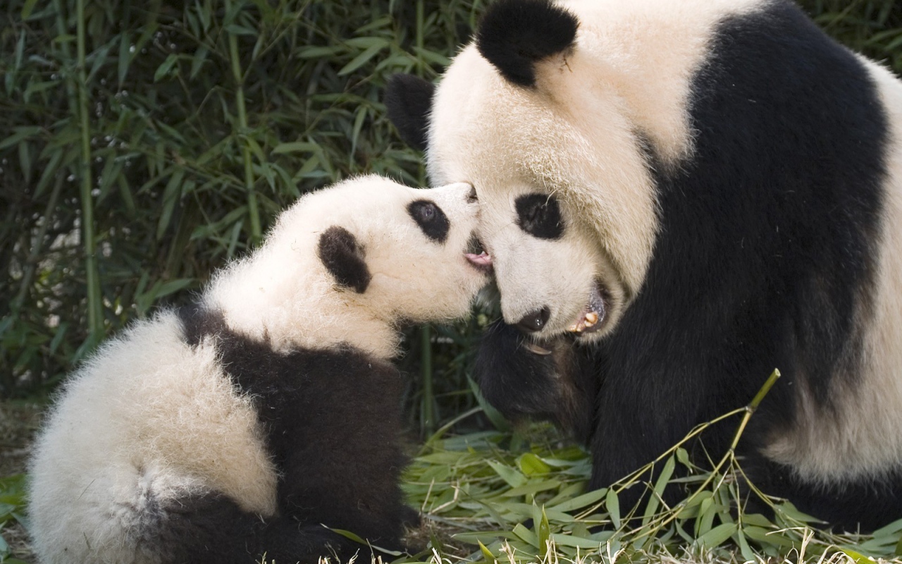 Детеныш панды с мамой
