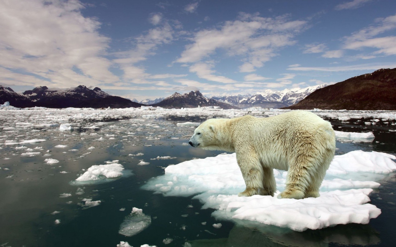 Белый медведь плывет на льдине