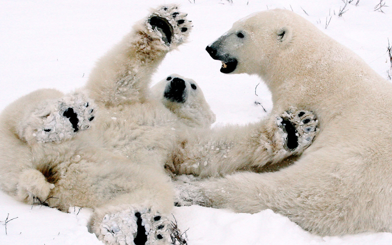 Polar bear plays with mom