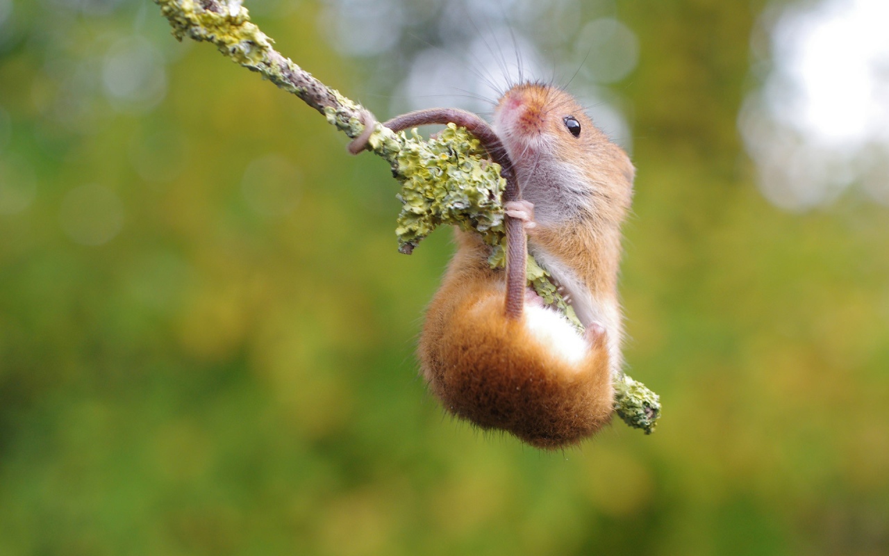Хомяк повис на ветке