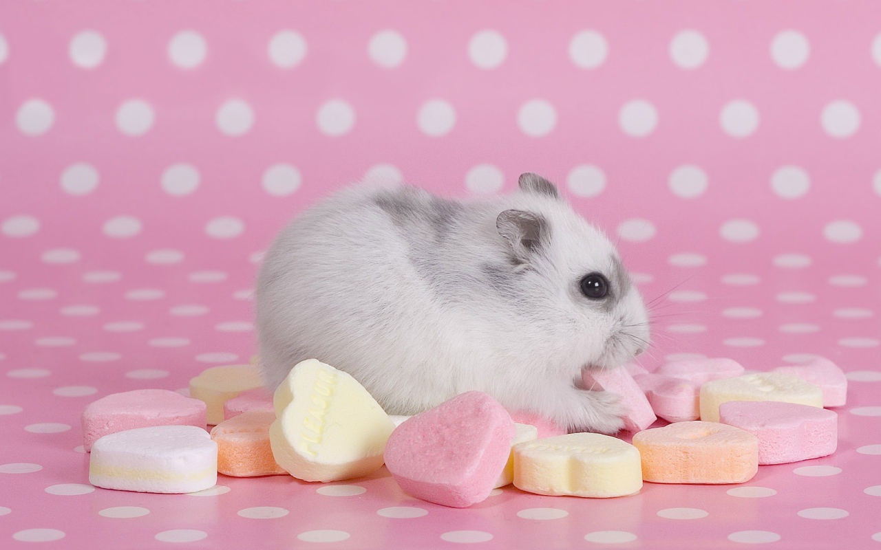 Хомячок со сладостями