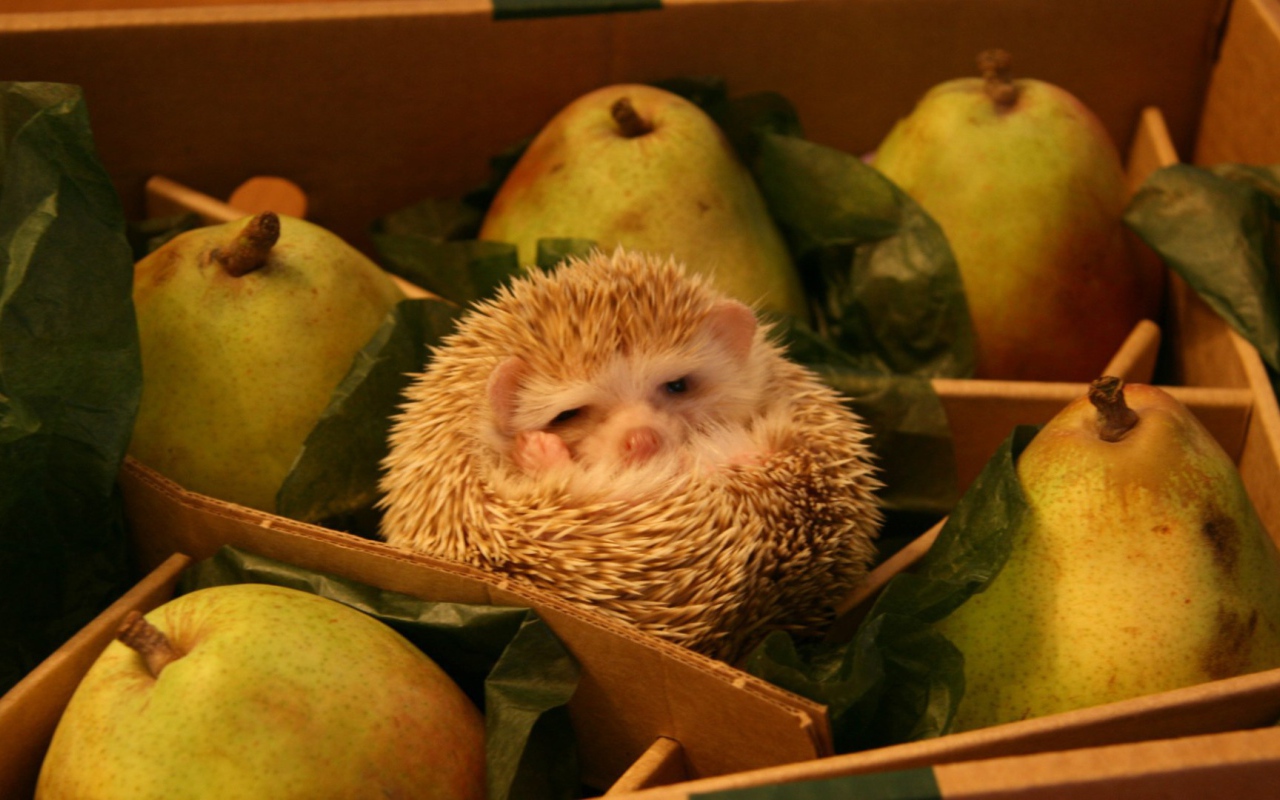 Ёж среди груш