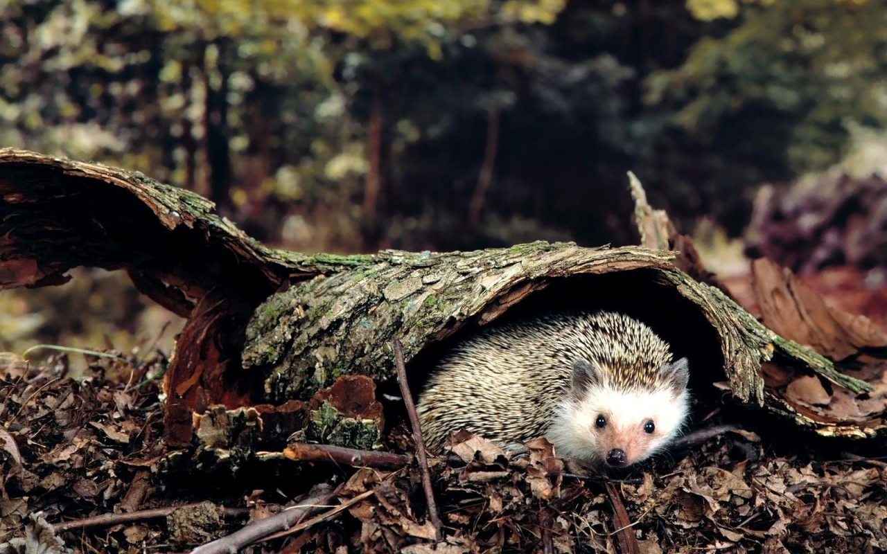 Ежик под корой дерева
