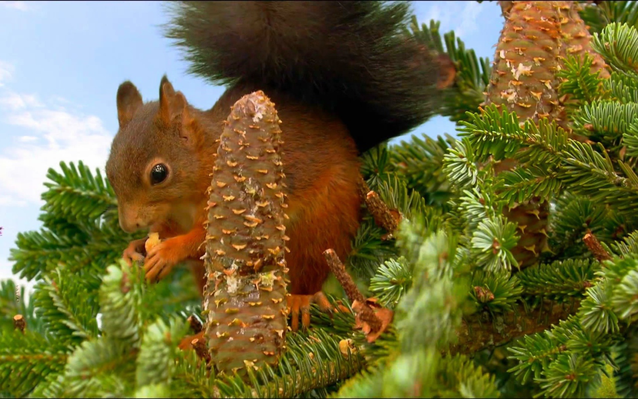 Белка собирает шишки на ёлке