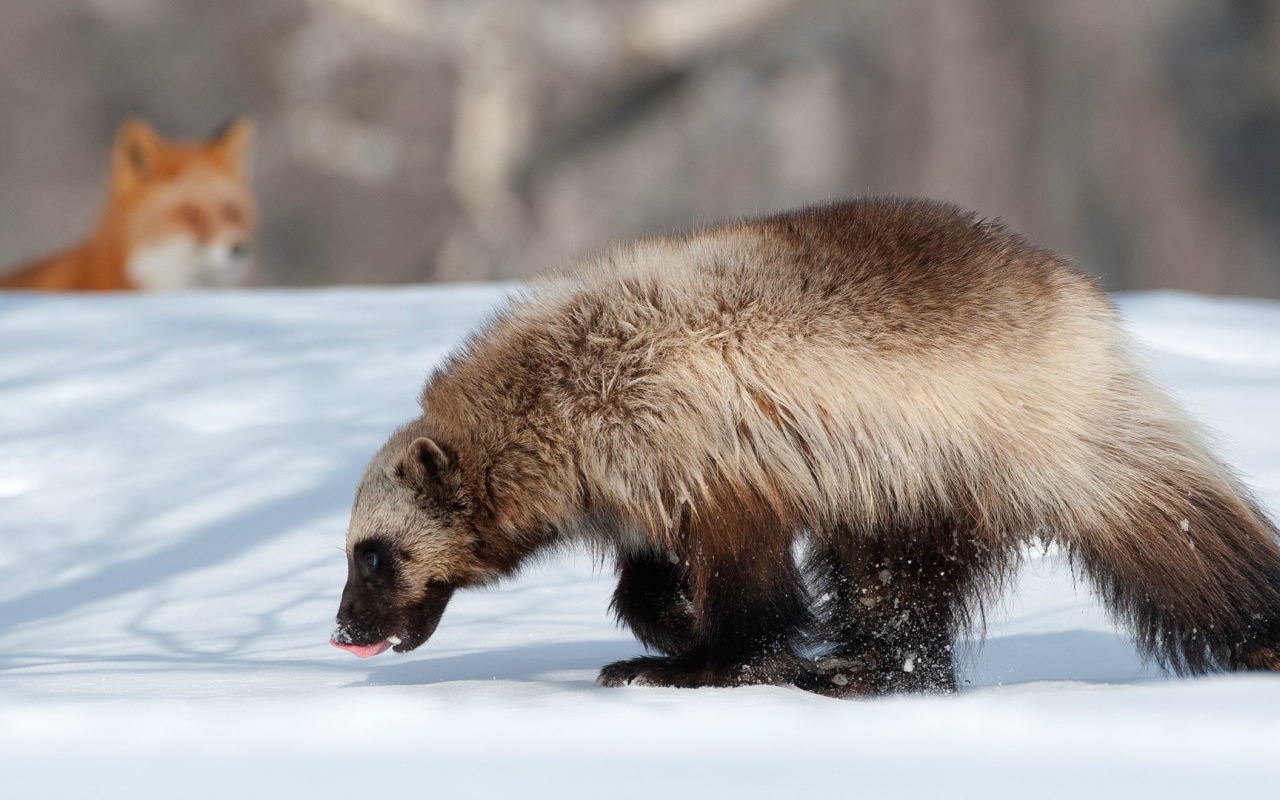 Росомаха и лиса