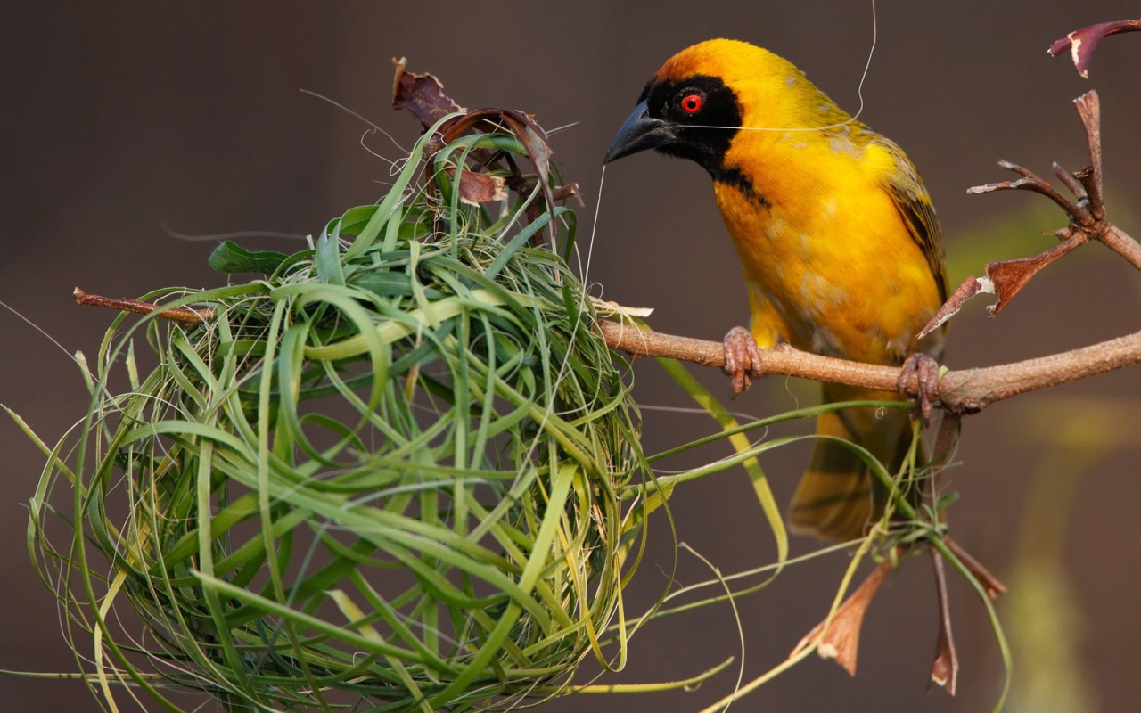 Птица вьет гнездо из травы