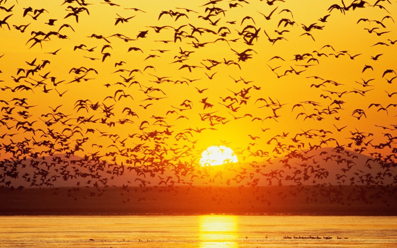 Большая стая гусей на озере на закате