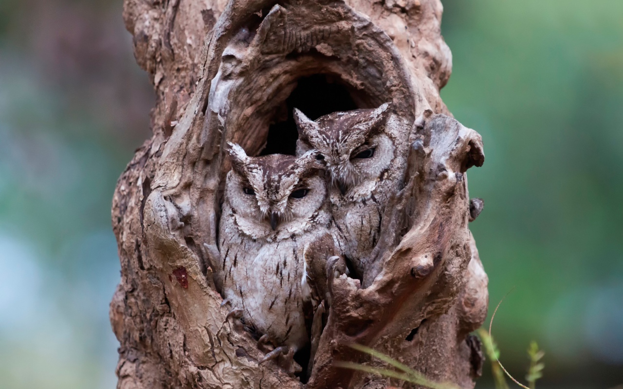 Пара сов сидят рядом в дупле