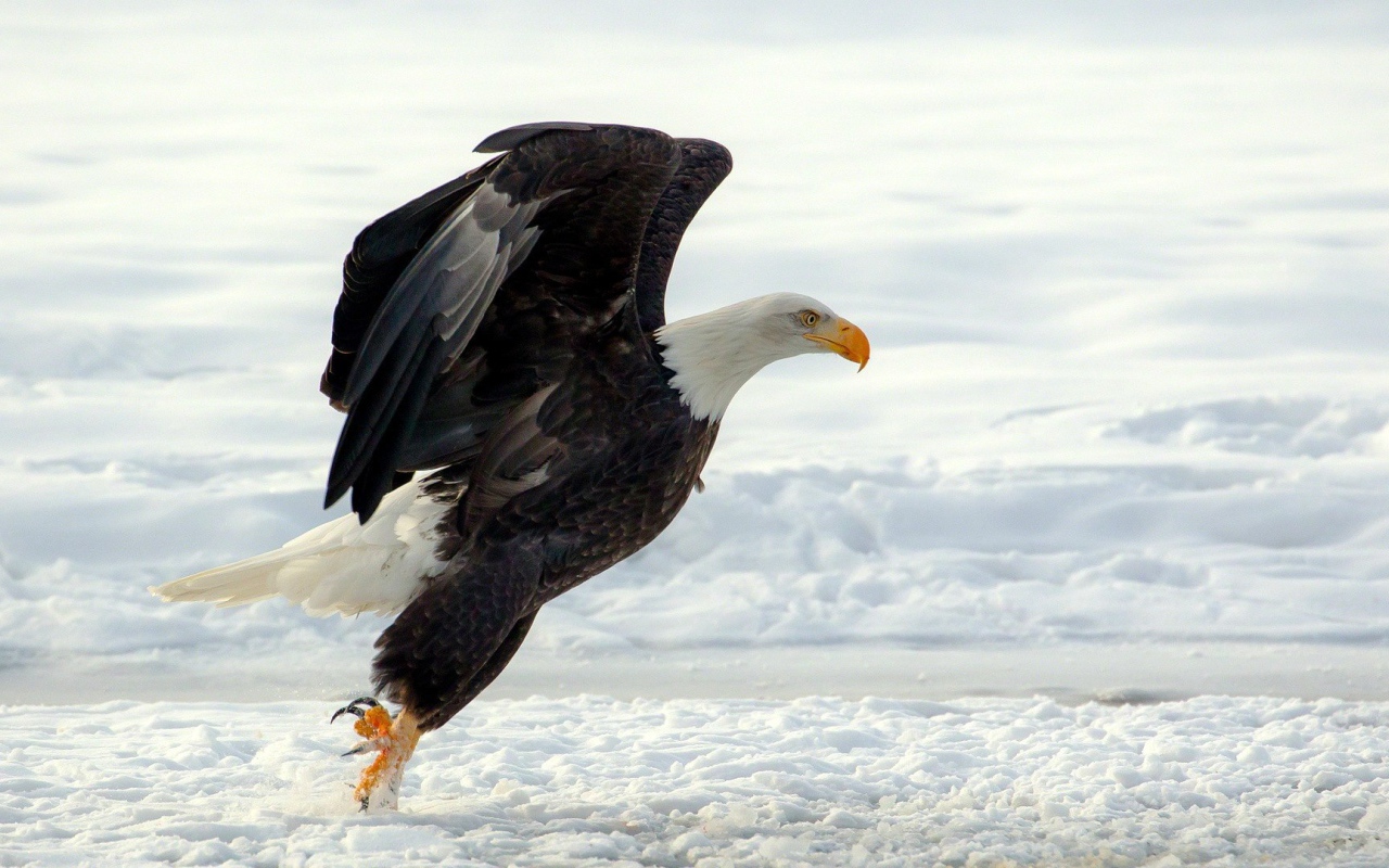 Белоголовый орлан садится на снег