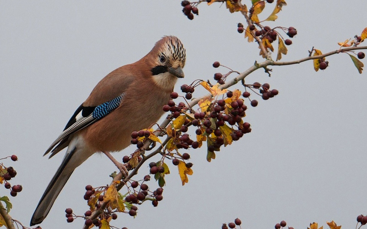Красивая коричневая птица на ветке с ягодами