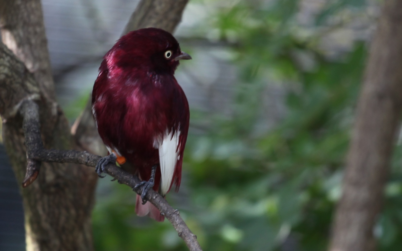 Птица темно коричневого цвета