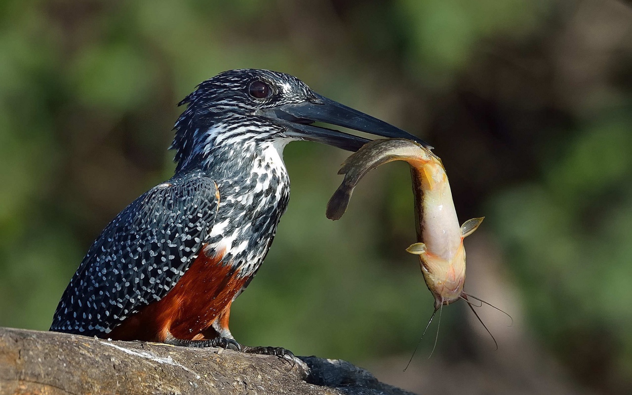 Птица держит в черном клюве рыбу