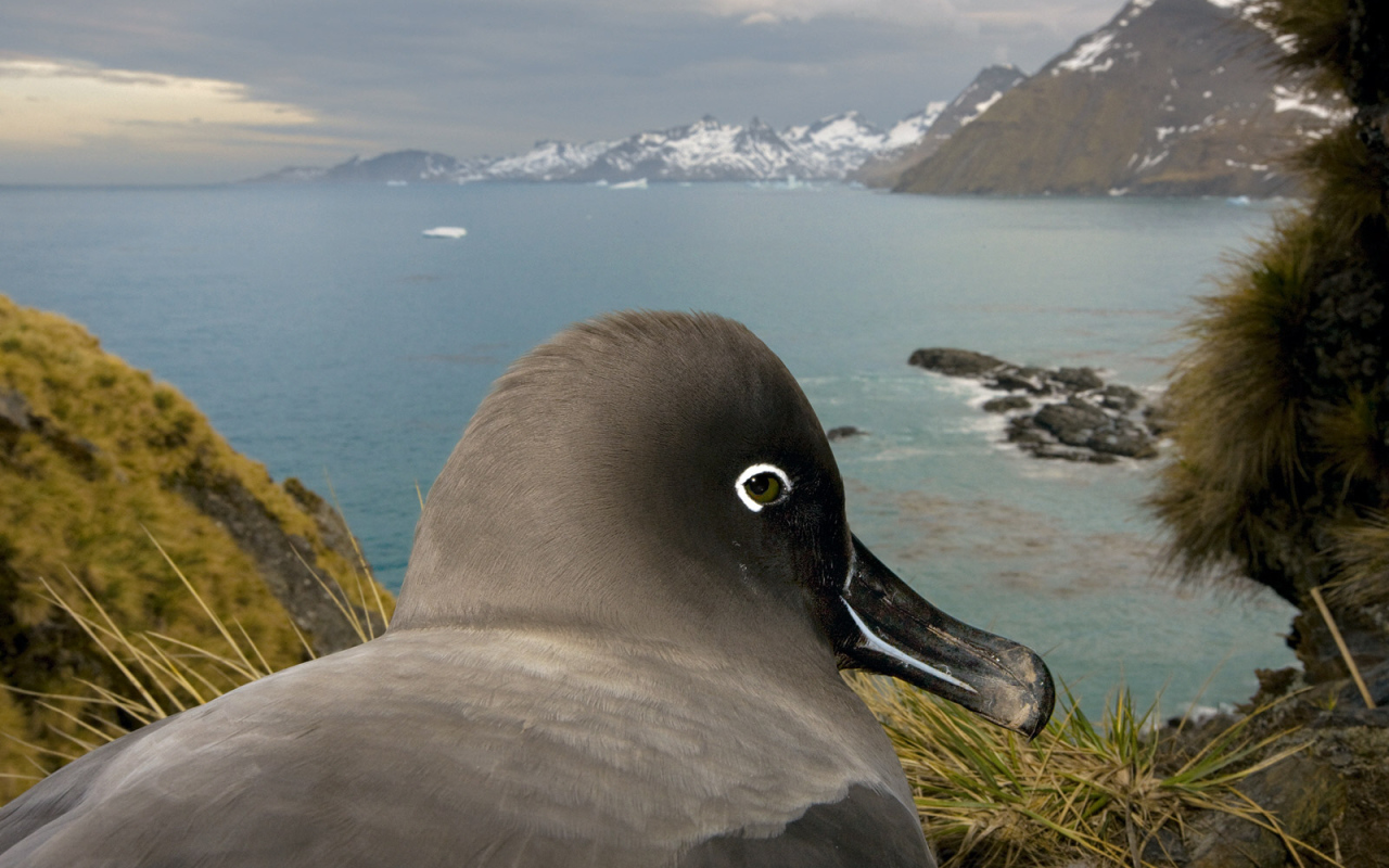 Птица в гнезде 2