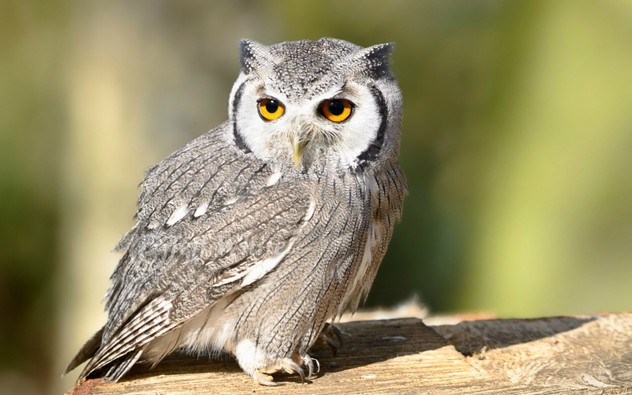 Птица белолицая сова