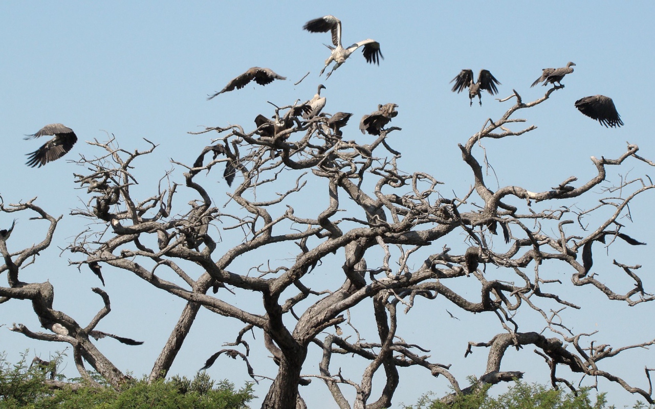 Птицы падальщики на ветвях сухого дерева