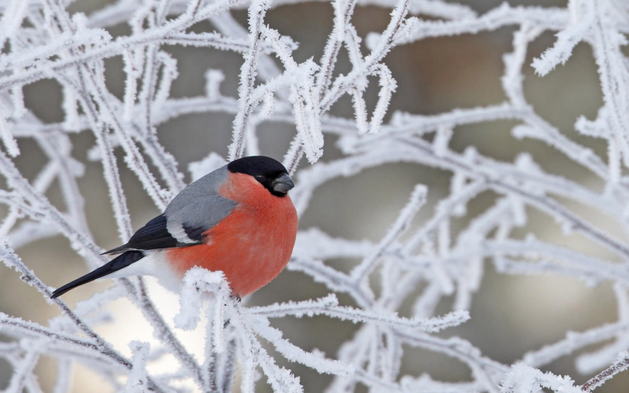 Снегирь на покрытой инеем ветке
