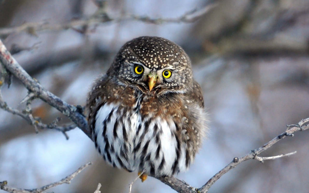 Очаровательная сова на ветке