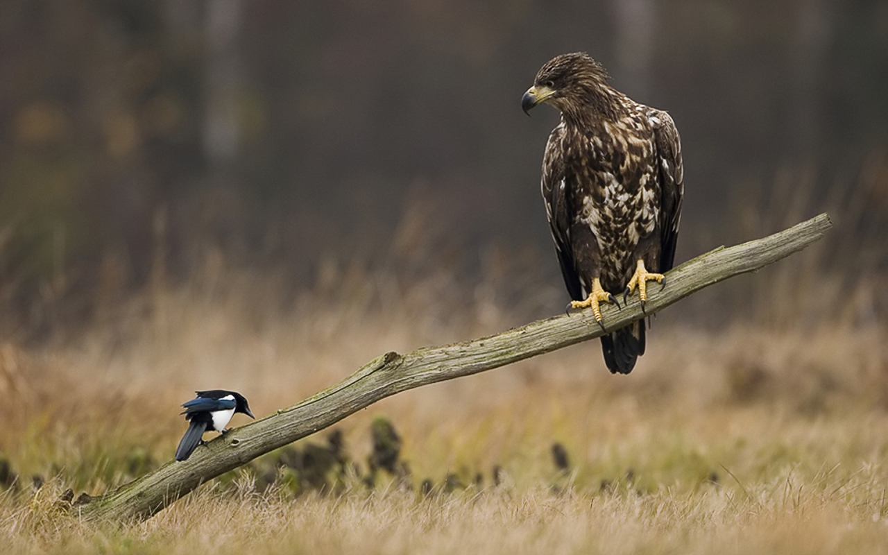 Орел и сорока на палке