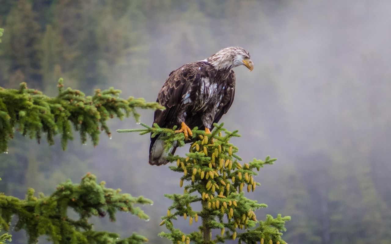Орел на ветке хвойного дерева