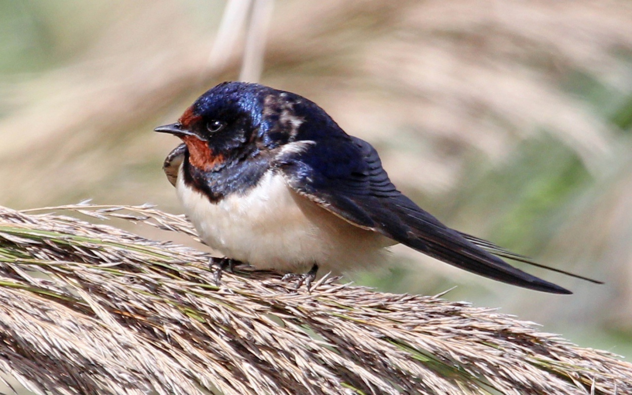Забавная птица сидит на пучке травы