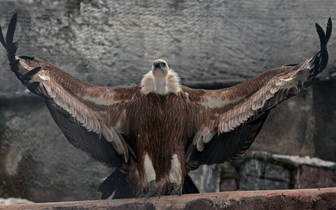 Белоголовый сип в Московском зоопарке