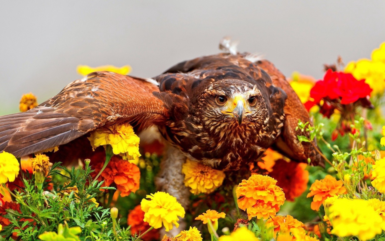 Ястреб сел на цветы