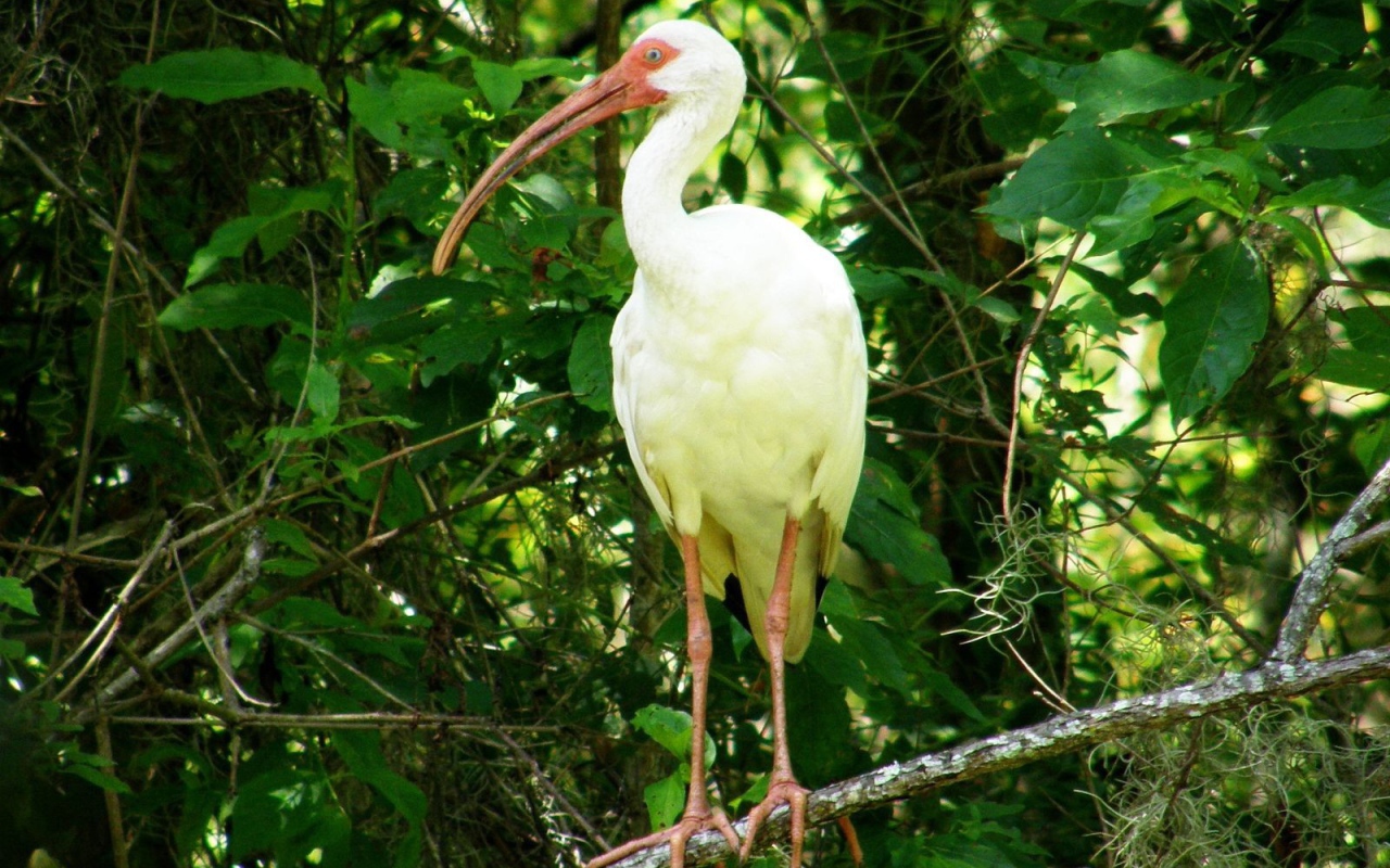 Цапля с желтыми перьями