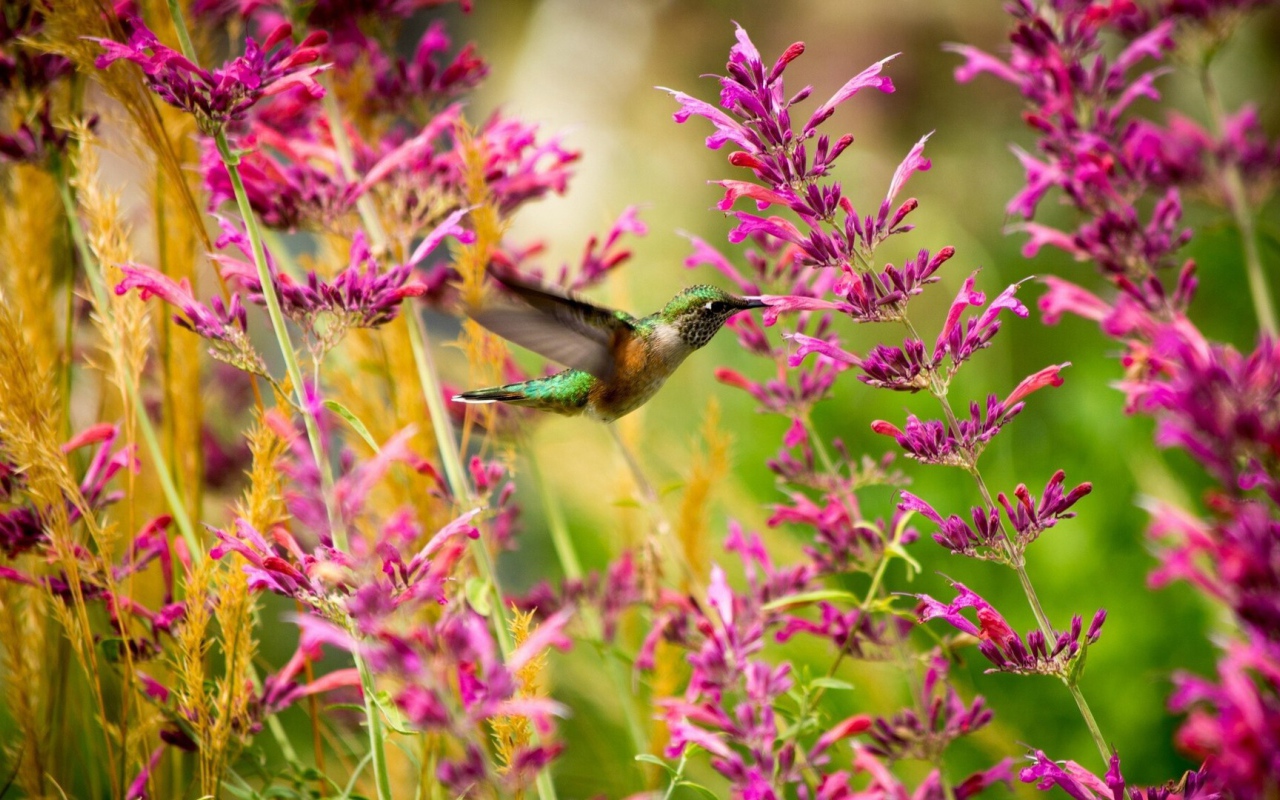 Колибри среди розовых цветов