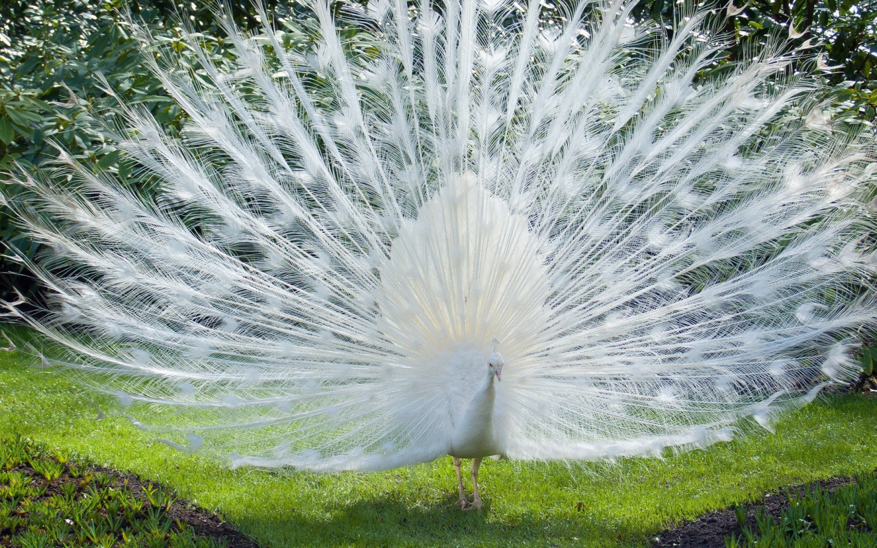 Роскошный хвост белого павлина