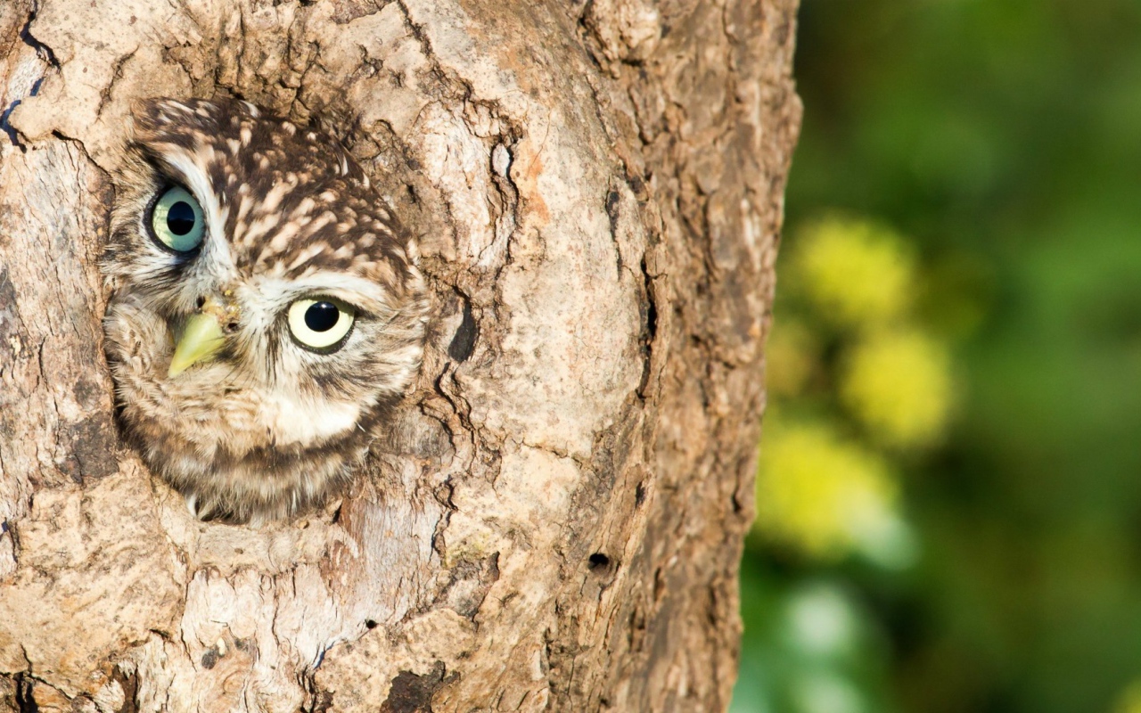 Сова сидит в дупле дерева