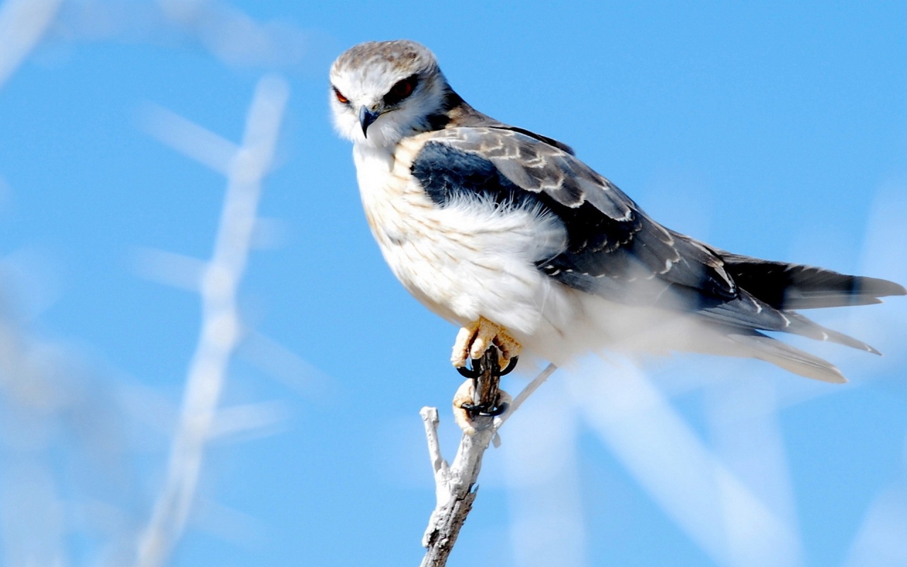 Сова сидит на белой ветке на голубом фоне