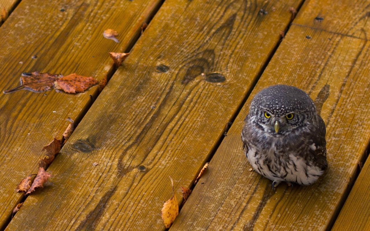 Совенок на деревянных досках