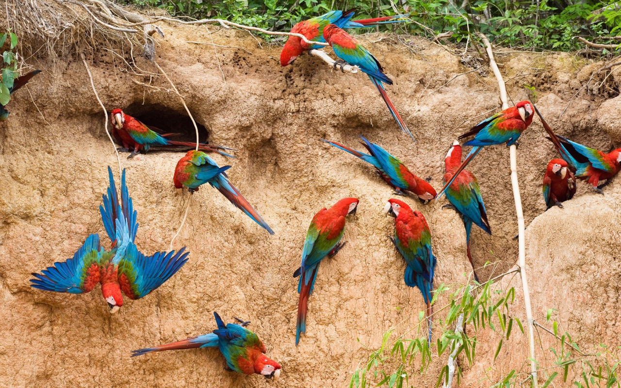 Гнезда радужных попугаев