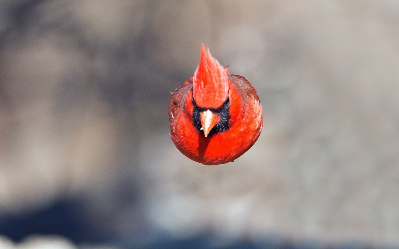 Красная птица в полете