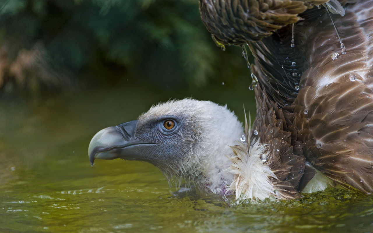 Падальщик в воде