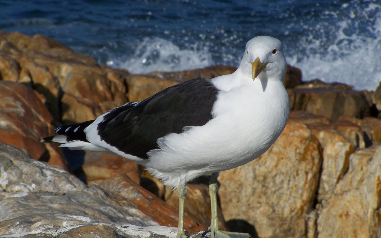 Чайка стоит на скале у моря