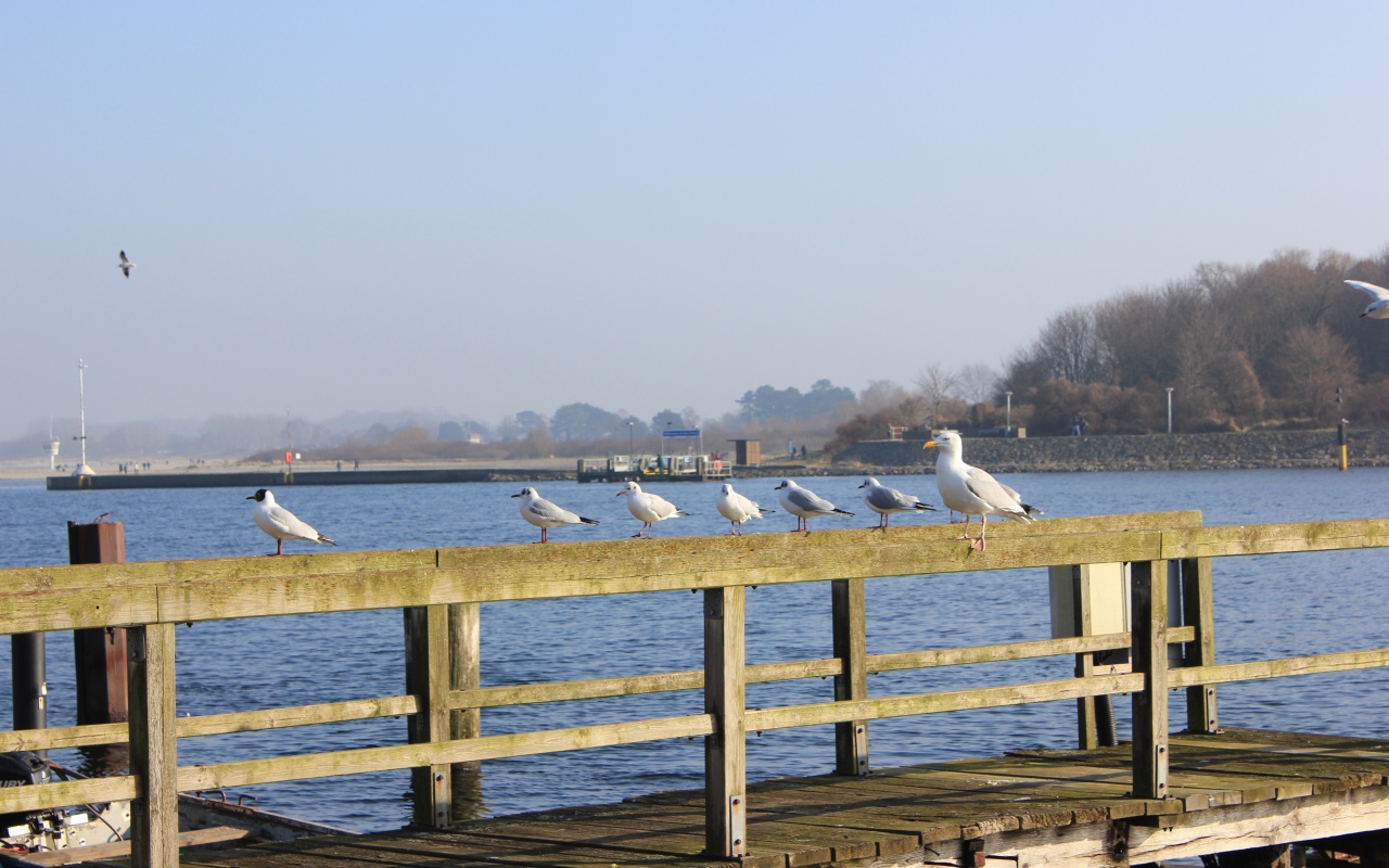 Чайки сидят на деревянном ограждении пирса